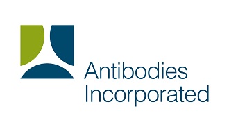 Anticorps incorporés