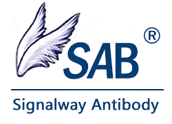 Anticorps Signalway