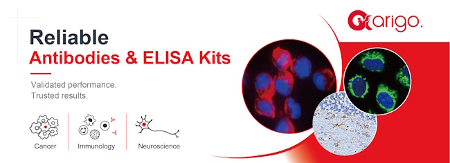 Reliable Antibodies & ELISA kits