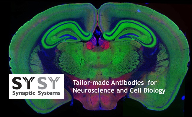 Synaptic System